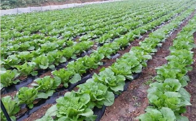 北京蔬菜自給率5年提升至20%，將建“農業中關村”